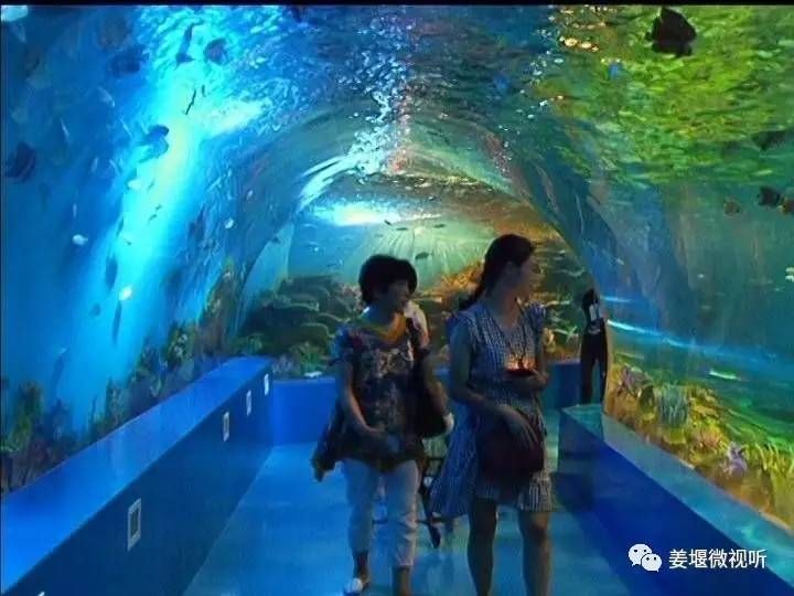 泰州水族館vs祥龍魚場（探討泰州水族館與祥龍魚場的區別之前需要明確兩者的主要業務和特點） 泰州水族館vs祥龍魚場（探討泰州水族館與祥龍魚場的區別之前需要明確兩者的主要業務和特點） 全國水族館企業名錄 第4張