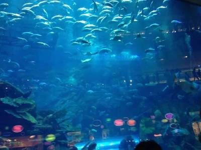 泰州水族館vs祥龍魚場（探討泰州水族館與祥龍魚場的區別之前需要明確兩者的主要業務和特點） 泰州水族館vs祥龍魚場（探討泰州水族館與祥龍魚場的區別之前需要明確兩者的主要業務和特點） 全國水族館企業名錄 第6張