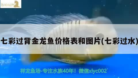 七彩過背金龍魚價格表和圖片(七彩過水) 七彩過背金龍魚價格表和圖片(七彩過水) 金龍魚百科