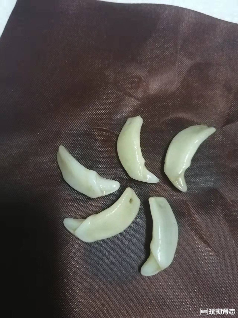 俄羅斯特產大灰鋸齒
