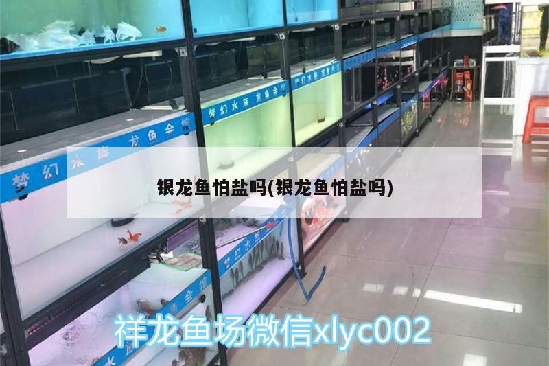 銀龍魚怕鹽嗎(銀龍魚怕鹽嗎)