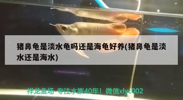 豬鼻龜是淡水龜嗎還是海龜好養(豬鼻龜是淡水還是海水)