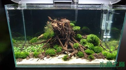 1.2米魚缸造景效果圖大全及價格：1.2米魚缸造景效果圖大全價格 1.2米魚缸造景效果圖大全及價格：1.2米魚缸造景效果圖大全價格 魚缸百科 第2張