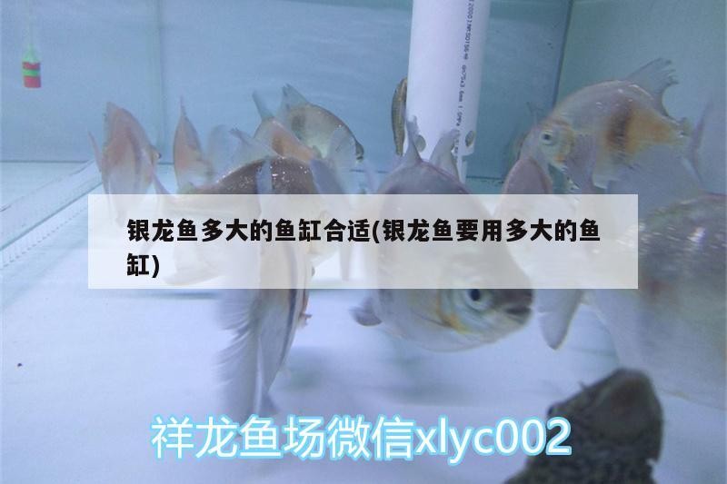 銀龍魚(yú)多大的魚(yú)缸合適(銀龍魚(yú)要用多大的魚(yú)缸) 銀龍魚(yú)多大的魚(yú)缸合適(銀龍魚(yú)要用多大的魚(yú)缸) 銀龍魚(yú)百科