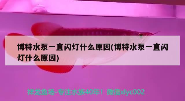 博特水泵一直閃燈什么原因(博特水泵一直閃燈什么原因)