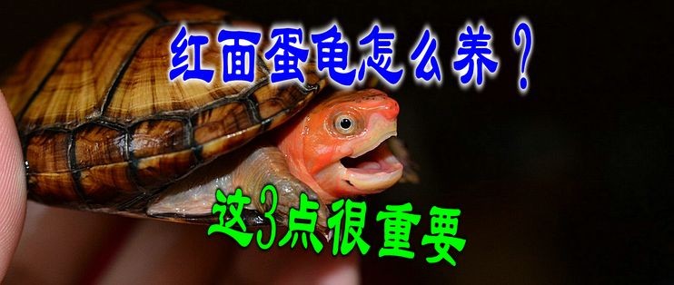 龍魚的飼料可以喂紅面蛋龜：紅面蛋龜?shù)奈桂B(yǎng)方法