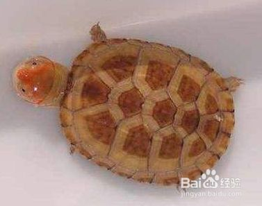龍魚的飼料可以喂紅面蛋龜：紅面蛋龜?shù)奈桂B(yǎng)方法