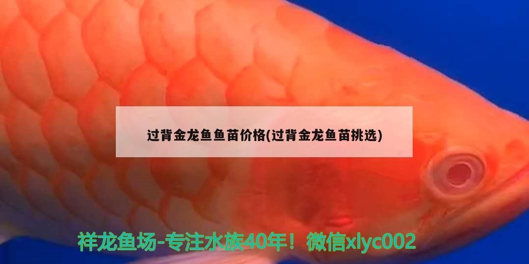 過背金龍魚魚苗價格(過背金龍魚苗挑選)