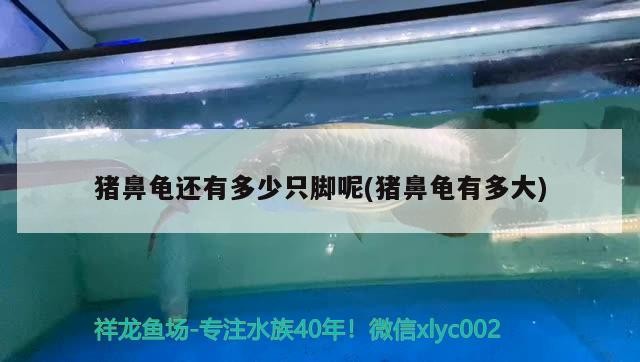 豬鼻龜還有多少只腳呢(豬鼻龜有多大)