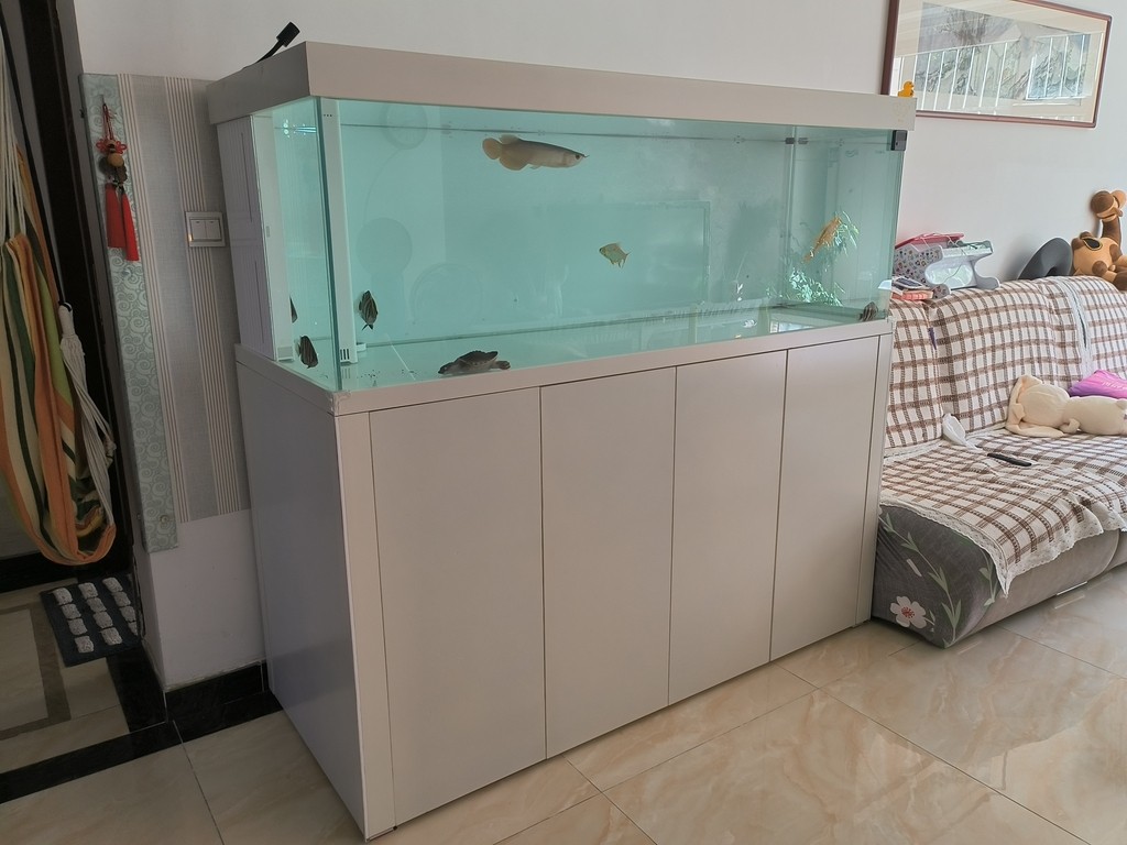 入缸第三天，三條小泥鰍3-4cm，喂虎魚的，虎魚沒吃上幾條，有點撐