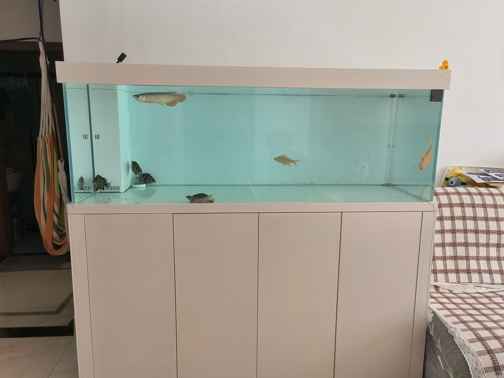 入缸第三天，三條小泥鰍3-4cm，喂虎魚的，虎魚沒吃上幾條，有點撐