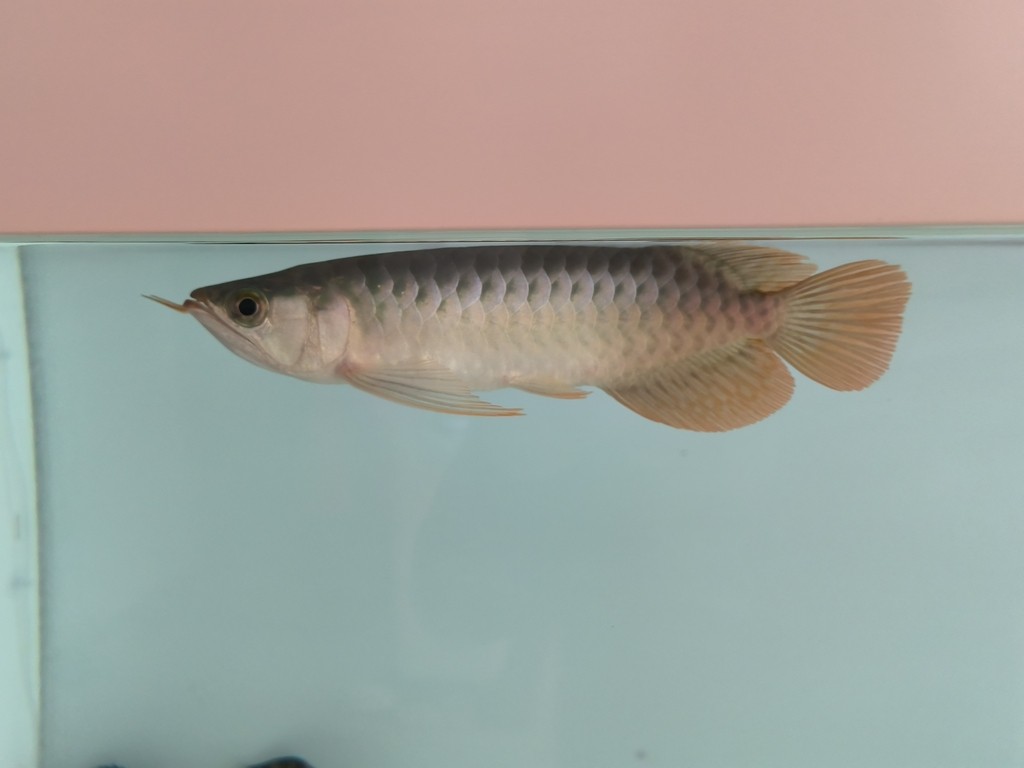 入缸第三天，三條小泥鰍3-4cm，喂虎魚的，虎魚沒吃上幾條，有點撐