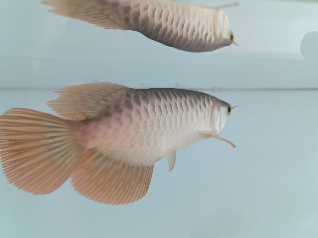 入缸第三天，三條小泥鰍3-4cm，喂虎魚的，虎魚沒吃上幾條，有點撐