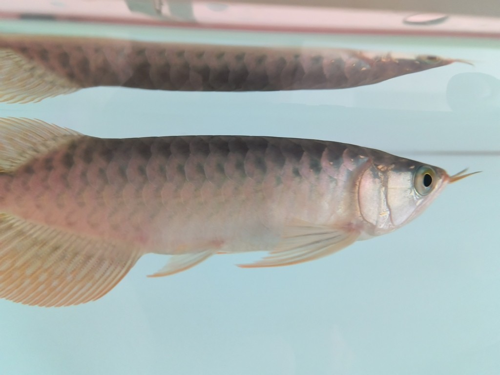 入缸第三天，三條小泥鰍3-4cm，喂虎魚的，虎魚沒吃上幾條，有點撐