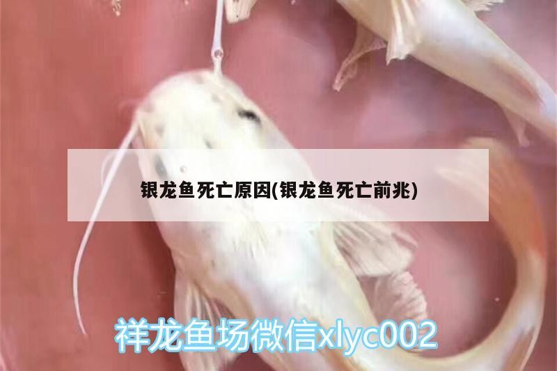 銀龍魚死亡原因(銀龍魚死亡前兆)