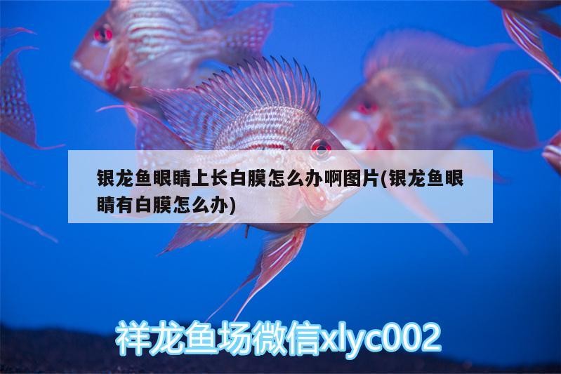 銀龍魚眼睛上長白膜怎么辦啊圖片(銀龍魚眼睛有白膜怎么辦)