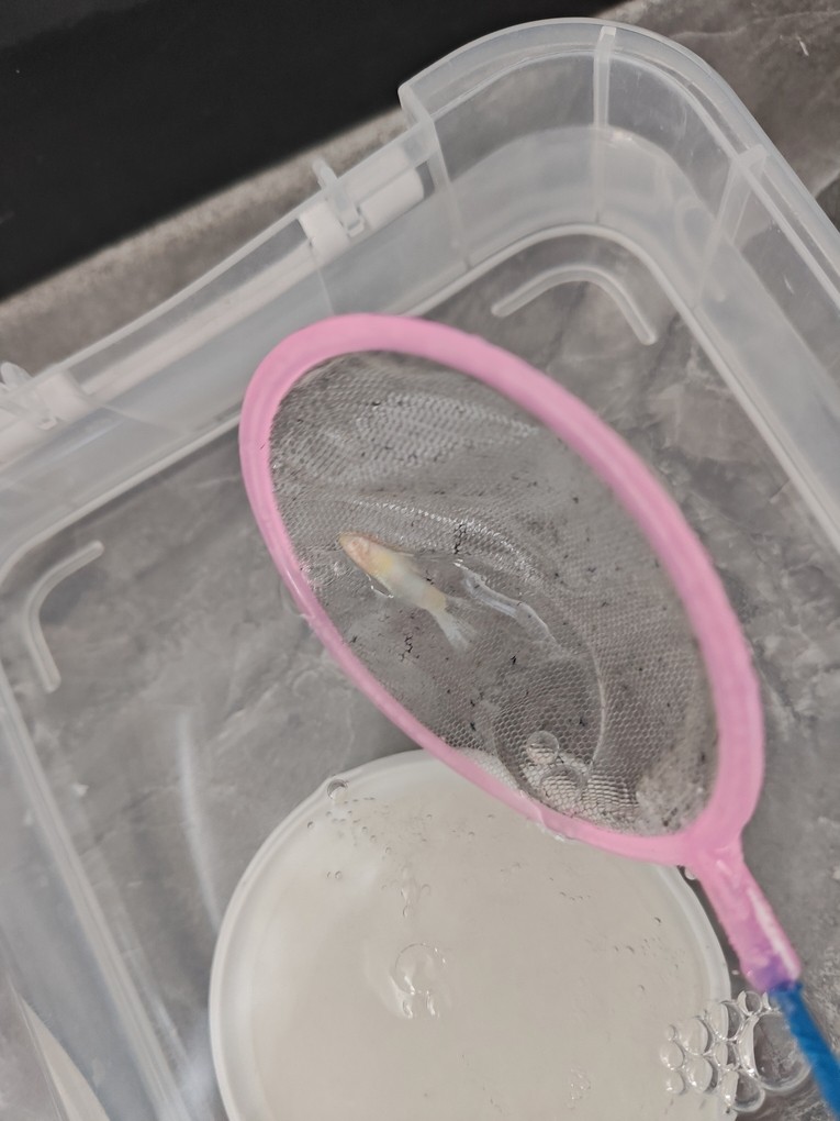 孔雀魚尾巴變沒，死后魚體發白