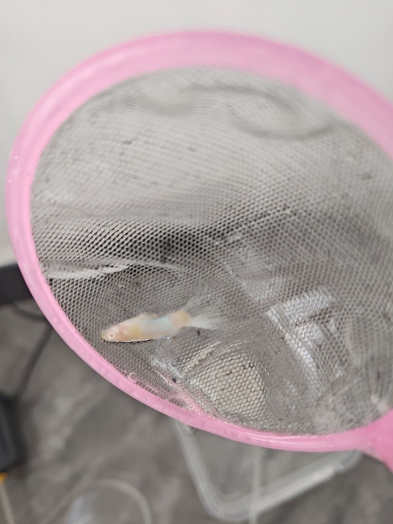 孔雀魚尾巴變沒，死后魚體發白