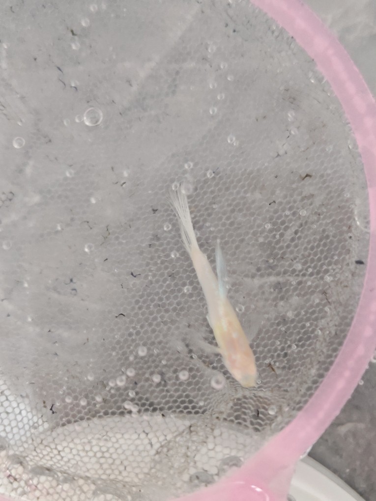 孔雀魚尾巴變沒，死后魚體發白