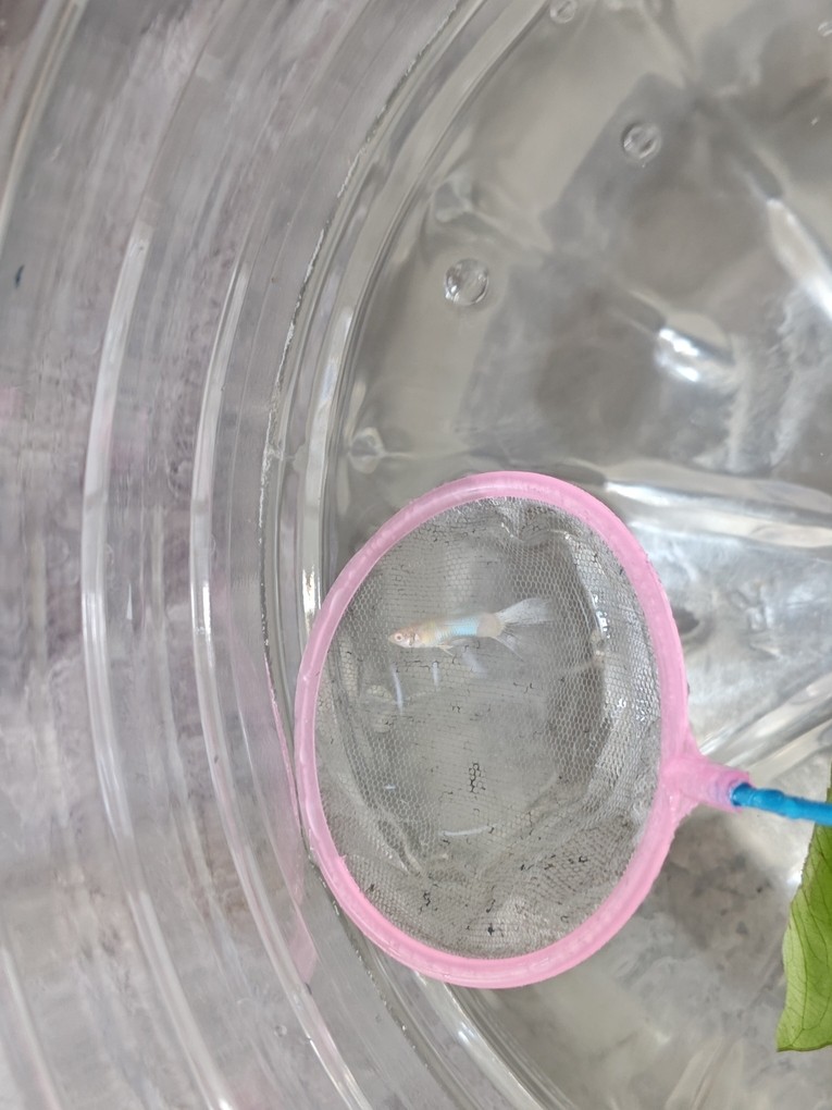 孔雀魚尾巴變沒，死后魚體發白