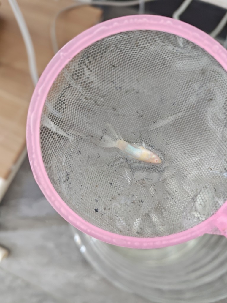 孔雀魚尾巴變沒，死后魚體發白
