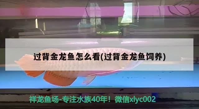 過(guò)背金龍魚怎么看(過(guò)背金龍魚飼養(yǎng))