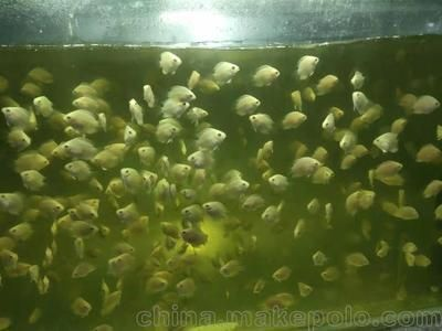 虎魚苗生長環境優化技巧，如何優化虎魚苗的生長環境