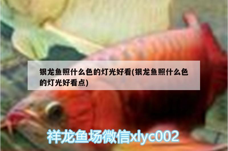 銀龍魚照什么色的燈光好看(銀龍魚照什么色的燈光好看點)