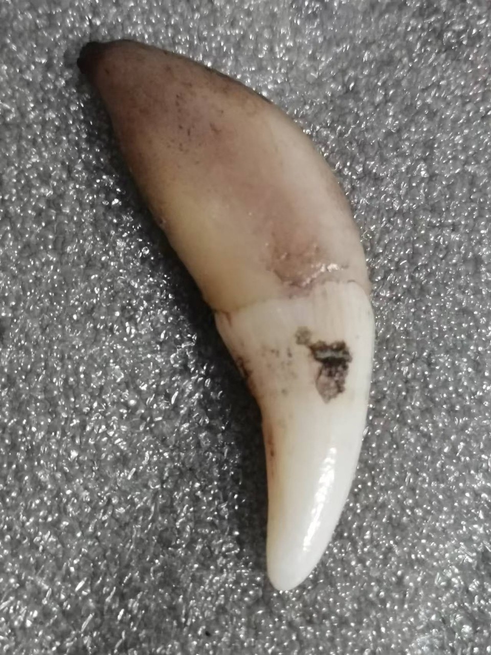 俄羅斯精品牙 龍魚論壇 第1張 俄羅斯精品牙 俄羅斯精品牙 龍魚論壇 第1張