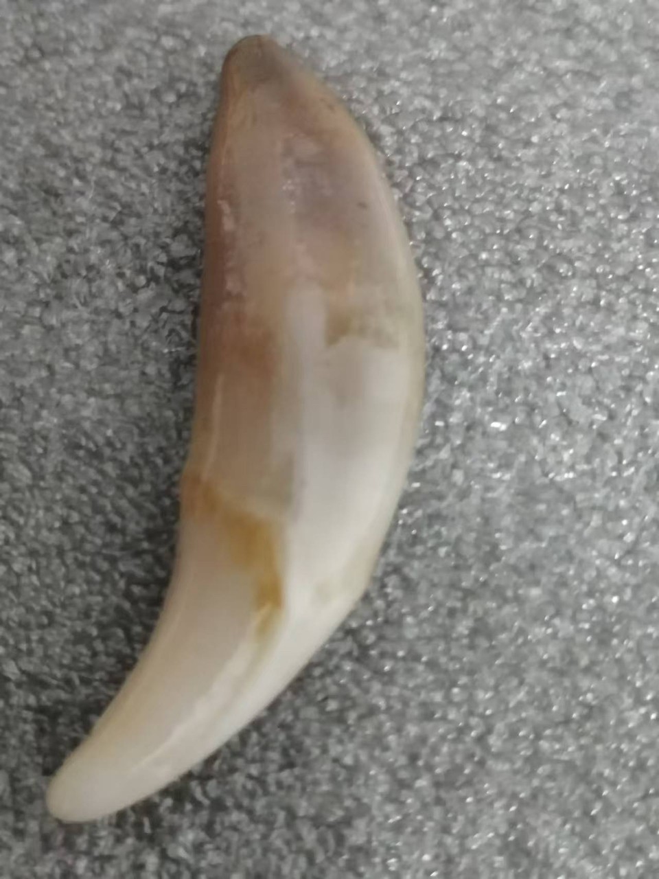 俄羅斯精品牙 龍魚論壇 第2張 俄羅斯精品牙 俄羅斯精品牙 龍魚論壇 第2張