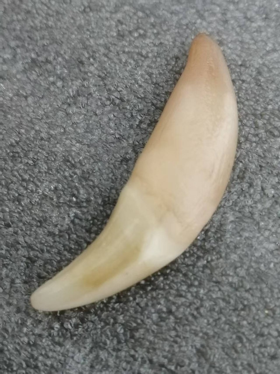 俄羅斯精品牙 龍魚論壇 第3張 俄羅斯精品牙 俄羅斯精品牙 龍魚論壇 第3張