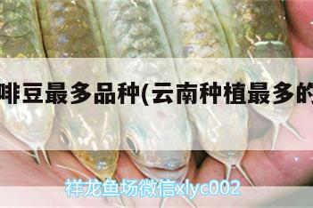 云南咖啡豆最多品種(云南種植最多的咖啡品種)