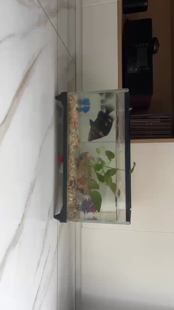 拿什么拯救你 大黑虎