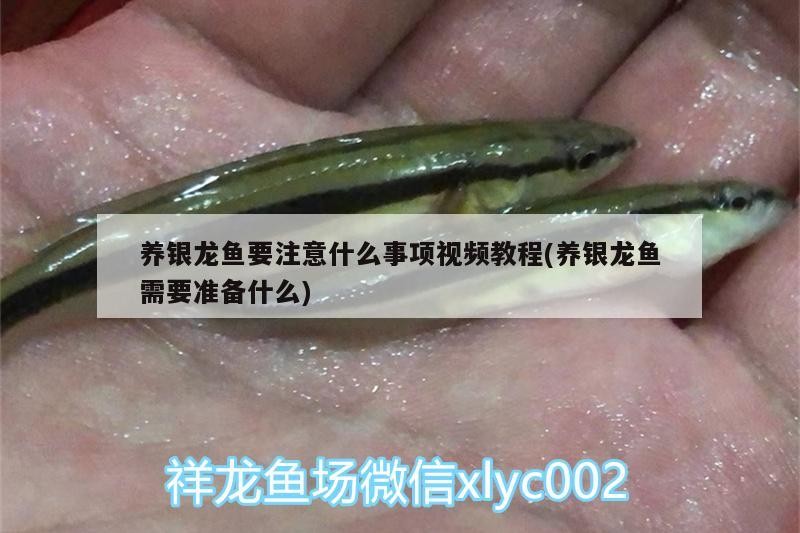 養(yǎng)銀龍魚(yú)要注意什么事項(xiàng)視頻教程(養(yǎng)銀龍魚(yú)需要準(zhǔn)備什么)