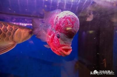 漢中龍魚vs祥龍魚場（漢中龍魚與祥龍魚場）