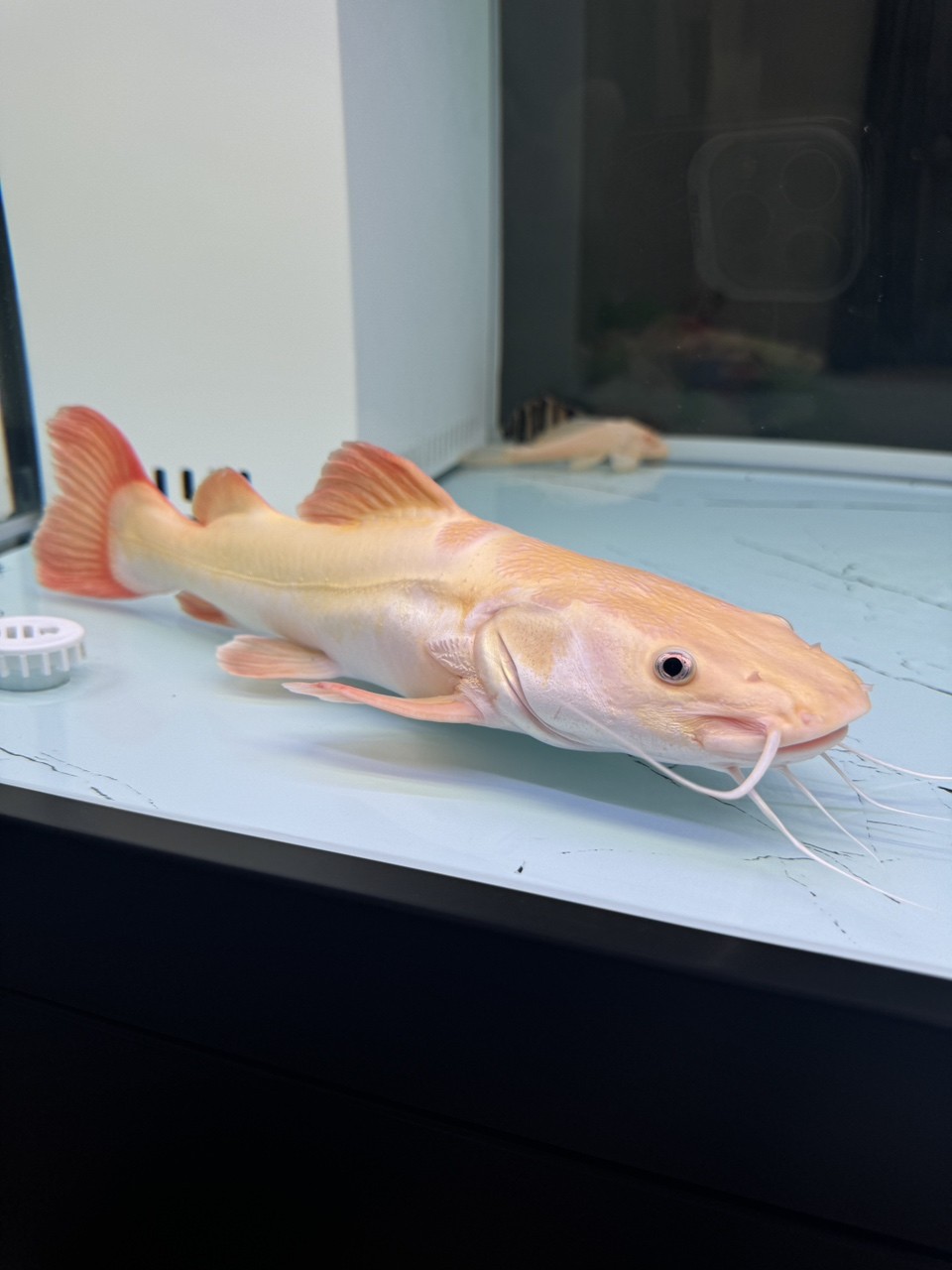 黃金貓