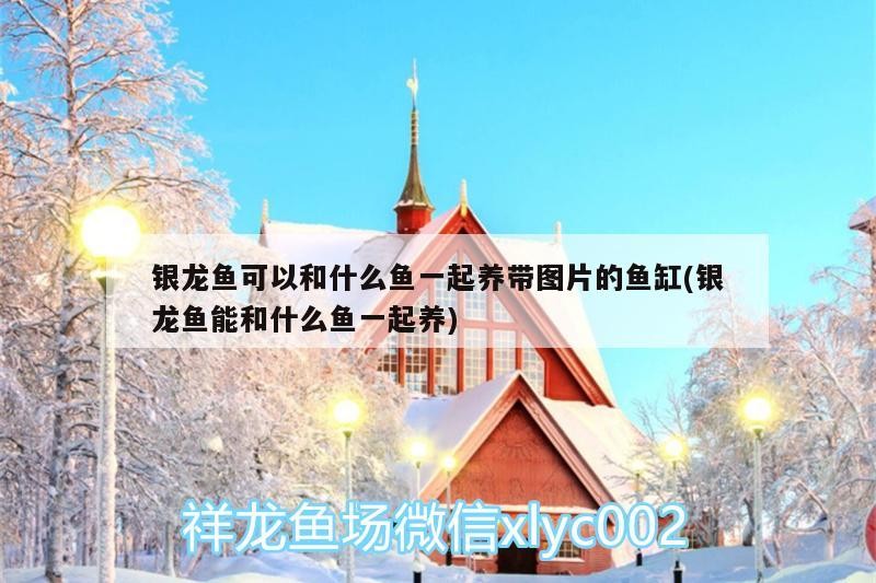 銀龍魚可以和什么魚一起養(yǎng)帶圖片的魚缸(銀龍魚能和什么魚一起養(yǎng))
