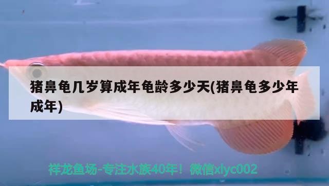 豬鼻龜幾歲算成年龜齡多少天(豬鼻龜多少年成年)