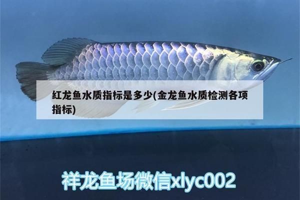 紅龍魚(yú)水質(zhì)指標(biāo)：關(guān)于紅龍魚(yú)水質(zhì)指標(biāo)的詳細(xì)介紹 紅龍魚(yú)水質(zhì)指標(biāo)：關(guān)于紅龍魚(yú)水質(zhì)指標(biāo)的詳細(xì)介紹 紅龍魚(yú)百科 第2張