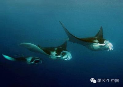 魟魚嚼很久不吃會死嗎為什么：魟魚嚼很久不吃會死嗎 魟魚嚼很久不吃會死嗎為什么：魟魚嚼很久不吃會死嗎 魟魚百科