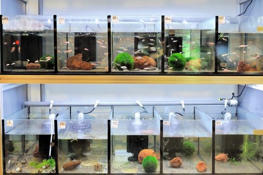 60cm魚(yú)缸造景效果圖:60cm魚(yú)缸造景效果圖的設(shè)計(jì)和裝飾方案 魚(yú)缸百科 第3張 60cm魚(yú)缸造景效果圖:60cm魚(yú)缸造景效果圖的設(shè)計(jì)和裝飾方案 60cm魚(yú)缸造景效果圖:60cm魚(yú)缸造景效果圖的設(shè)計(jì)和裝飾方案 魚(yú)缸百科 第3張