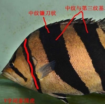 怎么區分泰虎和印尼虎：泰虎和印尼虎在多個方面存在明顯的區別 怎么區分泰虎和印尼虎：泰虎和印尼虎在多個方面存在明顯的區別 虎魚百科 第2張