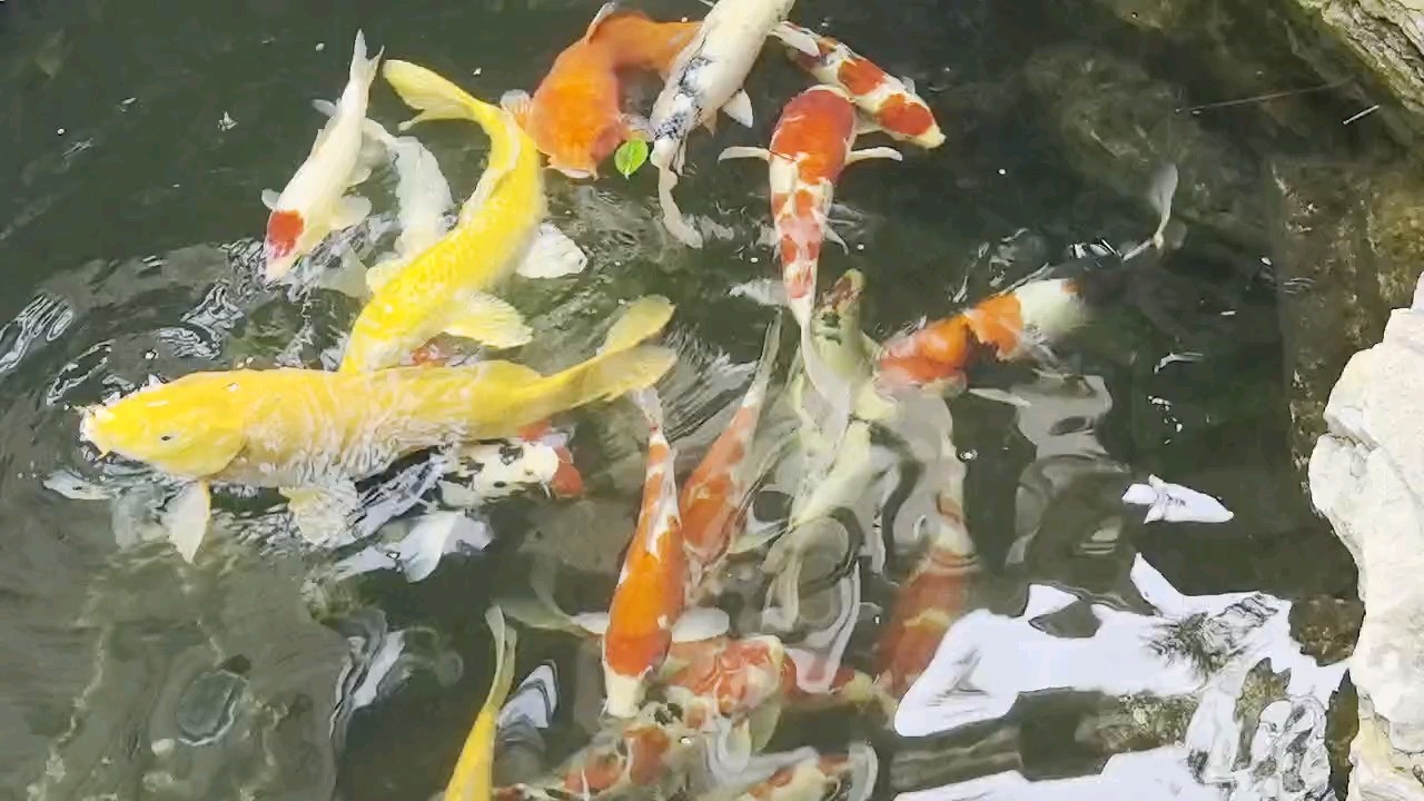 營養均衡