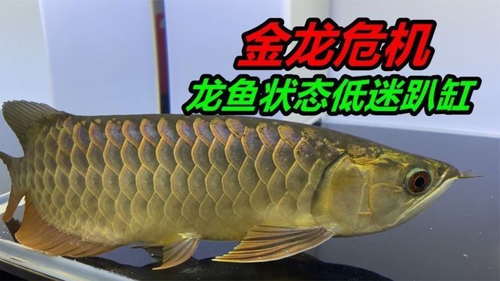 金龍魚適應環境能力測試：如何緩解金龍魚的環境應激，金龍魚適應環境后的飲食調整 金龍魚適應環境能力測試：如何緩解金龍魚的環境應激，金龍魚適應環境后的飲食調整 金龍魚百科 第4張