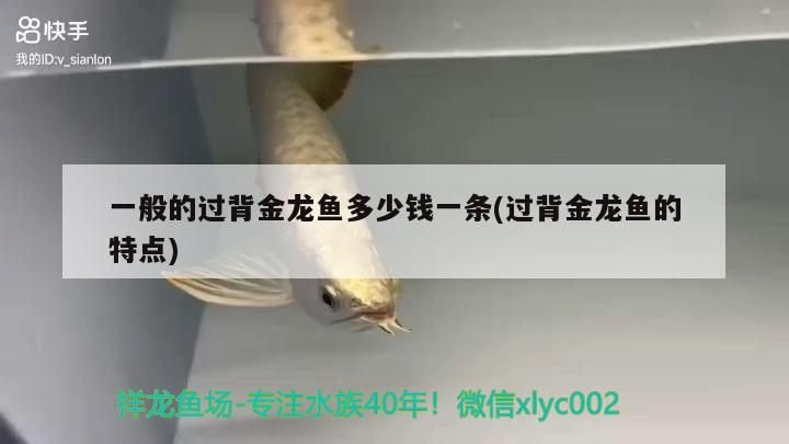 一般的過(guò)背金龍魚(yú)多少錢一條(過(guò)背金龍魚(yú)的特點(diǎn))