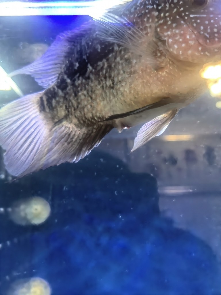 羅漢的肛門紅紅的，是腸炎嗎？