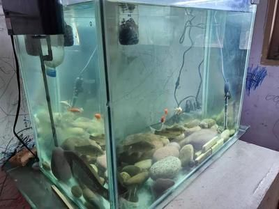 8毫米厚的玻璃能做多大的魚缸：自制魚缸尺寸和玻璃厚度的選擇
