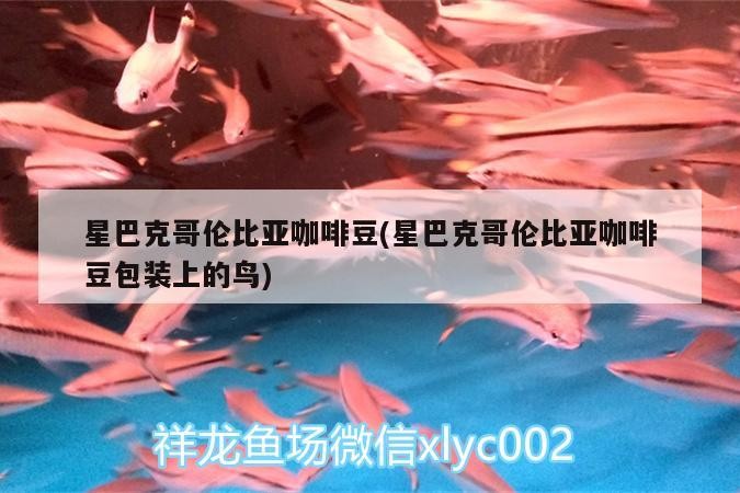 星巴克哥倫比亞咖啡豆(星巴克哥倫比亞咖啡豆包裝上的鳥) 星巴克哥倫比亞咖啡豆(星巴克哥倫比亞咖啡豆包裝上的鳥) 馬來西亞咖啡