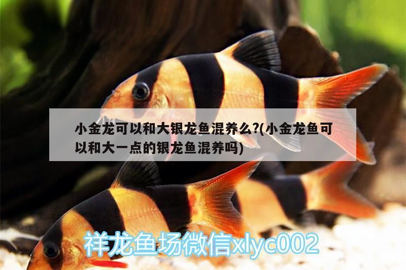 小金龍可以和大銀龍魚混養么?(小金龍魚可以和大一點的銀龍魚混養嗎)