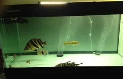 虎魚多少天喂一次最好：虎魚的喂食頻率取決于其年齡、大小以及品種